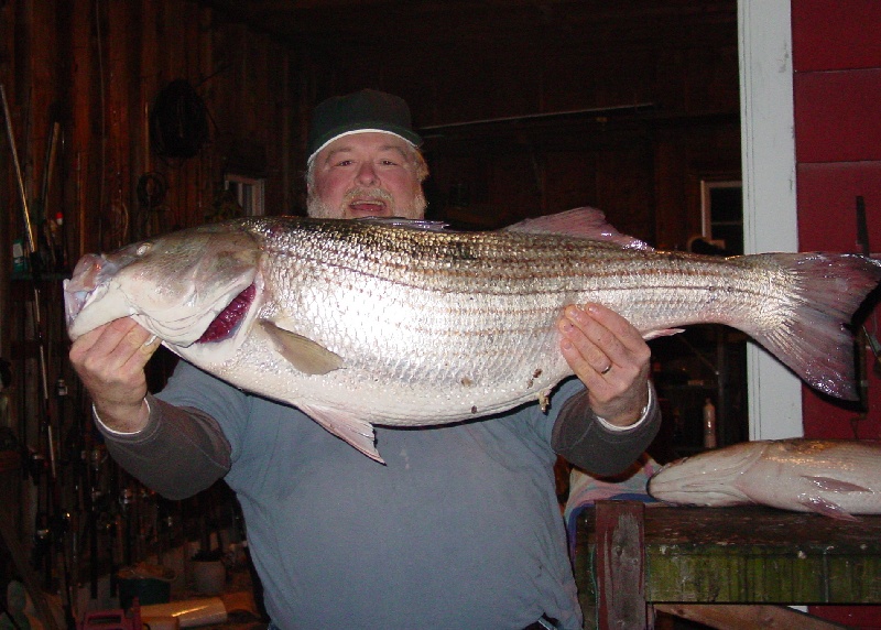 striped bass