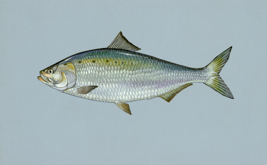 American Shad