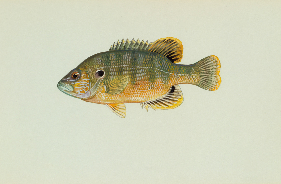 Virginia Saltwater Fish Identification Chart