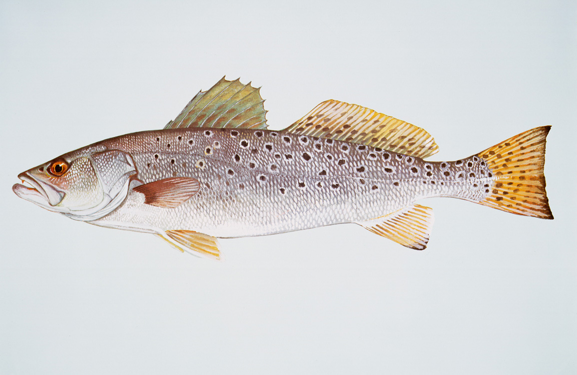 Spotted Seatrout