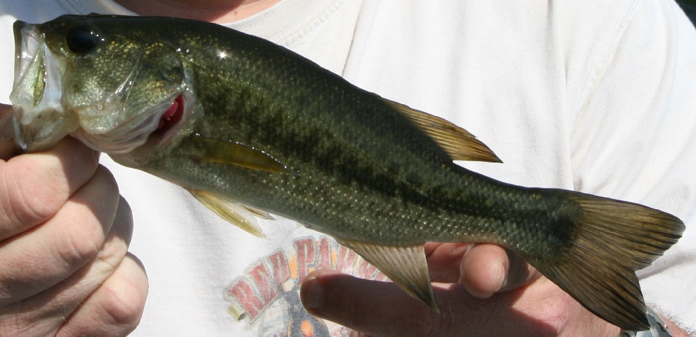 Dumfries fishing photo 2