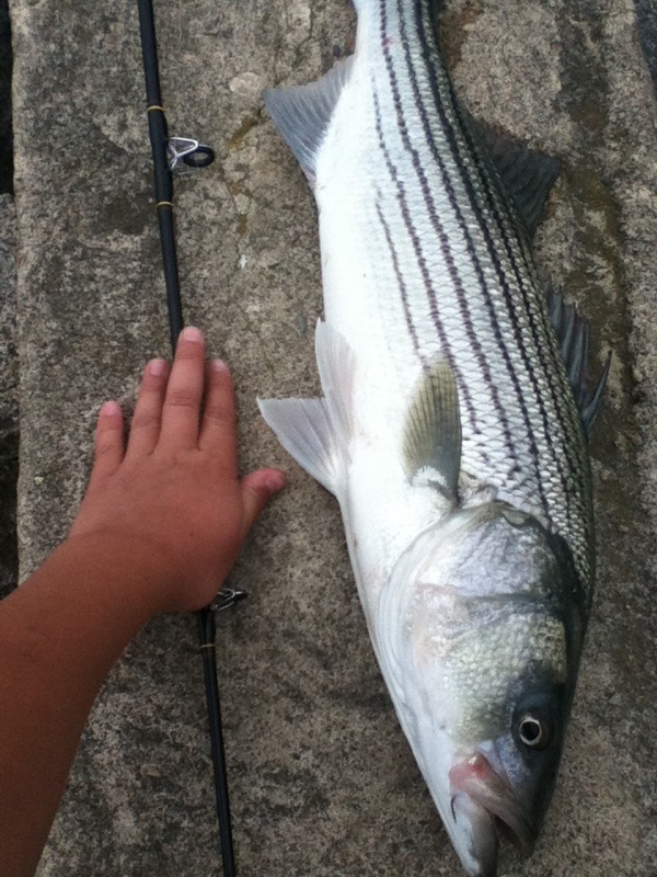 Striper1