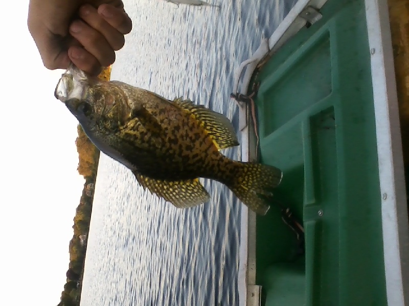 Crappies at Whitman's