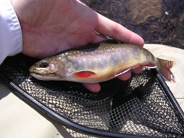 Little Stoney Brookie near Radford