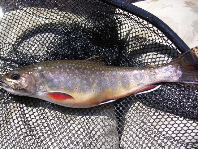 Little Stoney Brookie near Radford