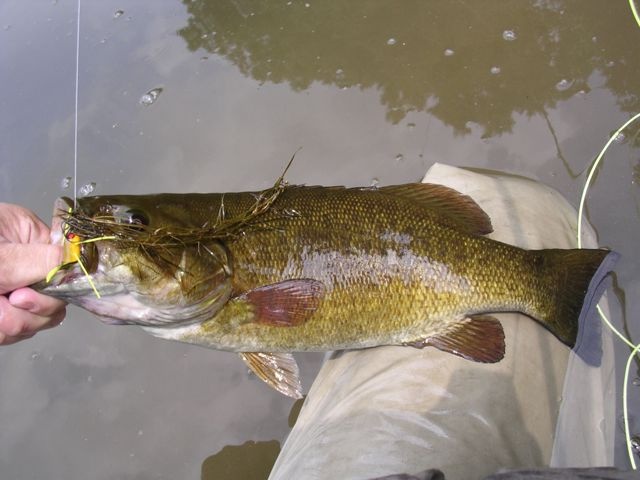 New River Smallie near Pearisburg