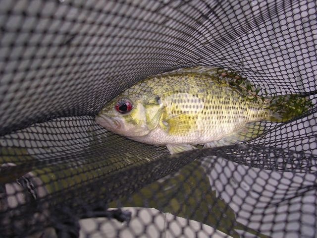 New River Redeye near Rich Creek