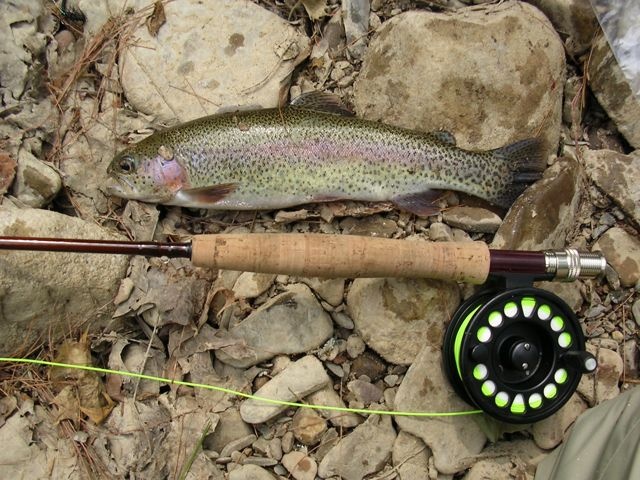 Stocked Trout near Elliston-Lafayette