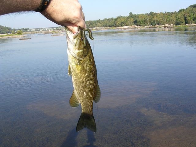 James River Smallie near Dendron