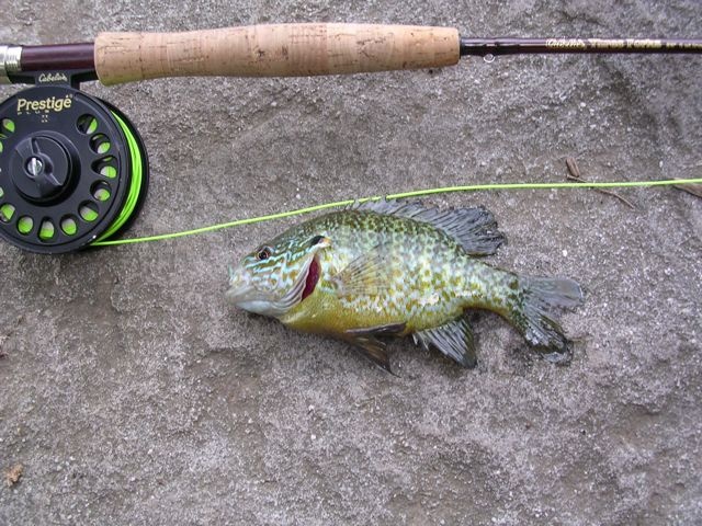 Alpine Lake, WV Bluegill