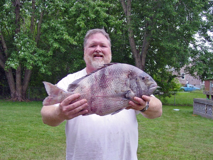 Sheepshead