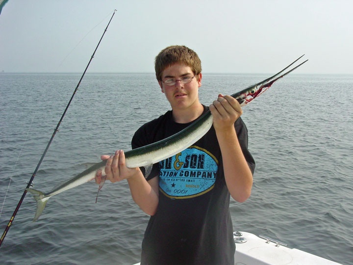 Houndfish