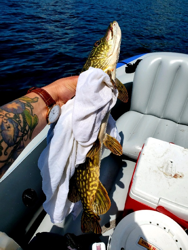 fishing planet chain pickerel louisiana fishing planet chain pickerel louisiana
