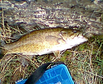 NEW RIVER SMALLIE