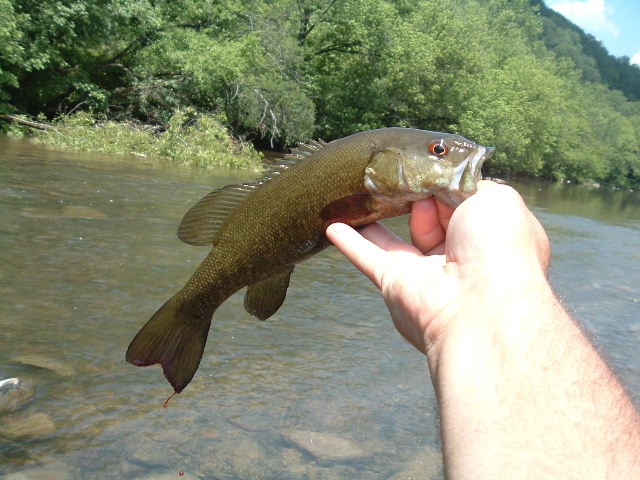 NF Holston near Sugar Grove