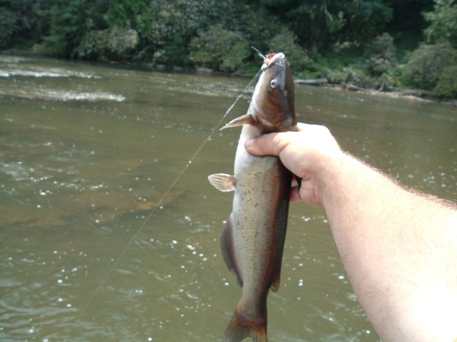 New river cat near Pulaski