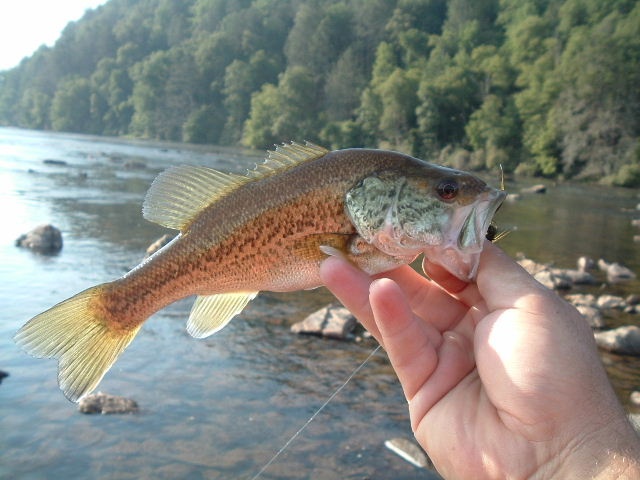 New river  near Pulaski