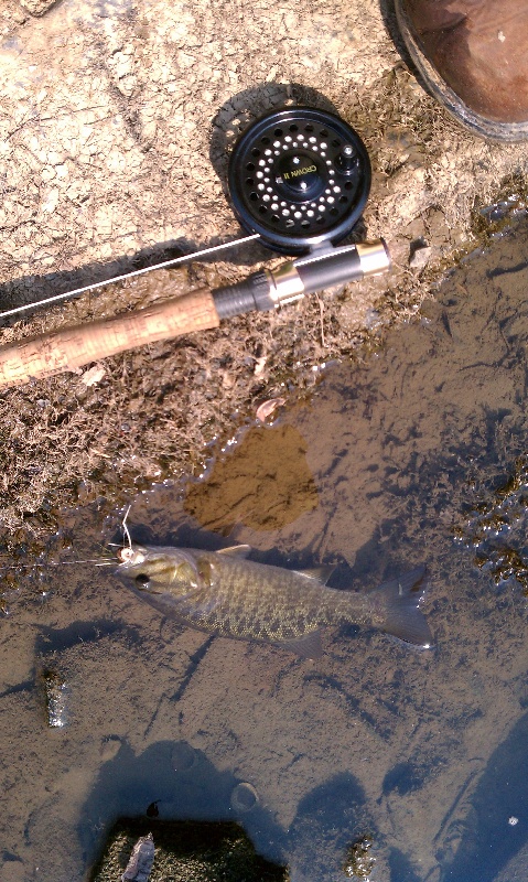 2nd Smallmouth near Dulles Town Center