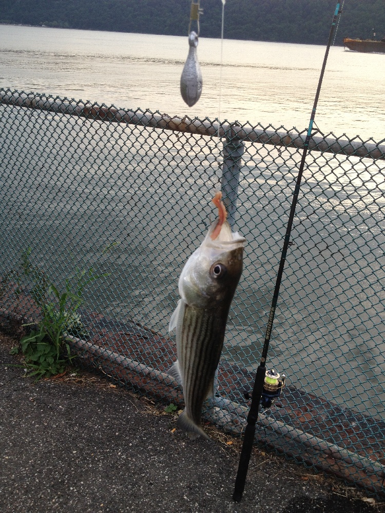 striped bass