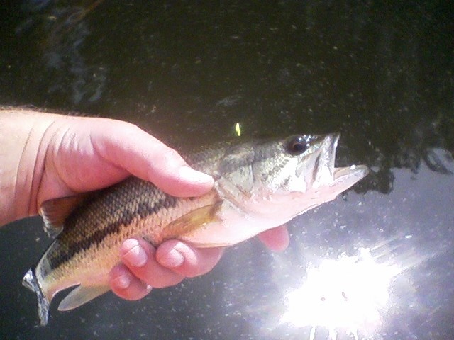 Average Lake Caroline Largemouth near Spotsylvania Courthouse