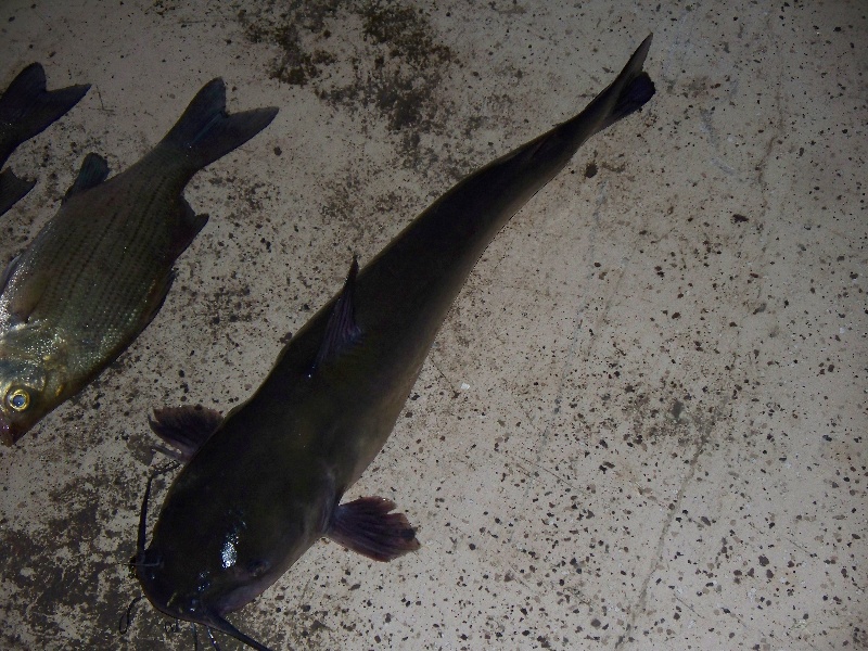 channel catfish