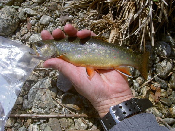 Rapidan River near Luray