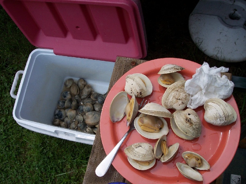 Clam appetizers